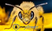 MAX Bee and Wasp Removal Brisbane image 8